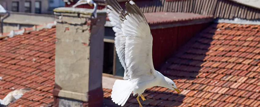Residential Chimney Animal Removal Solution in Monroe, NC