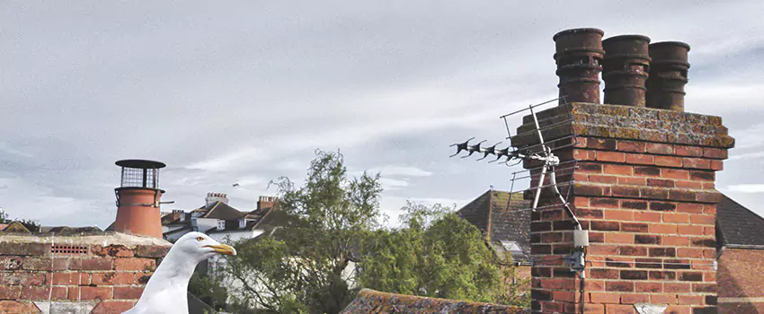 Chimney Cleaning And Restoration in Monroe, North Carolina